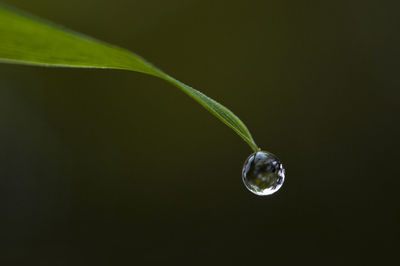 Close-up of water drop on leaf