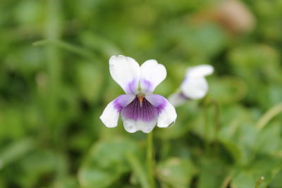 Close-up of purple flowering plant