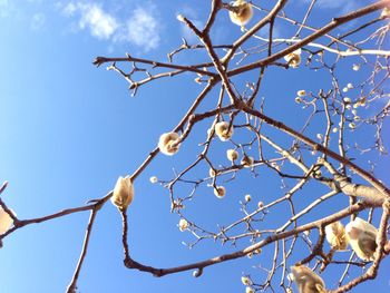 Low angle view of tree against blue sky