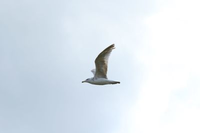 Low angle view of seagull flying in sky