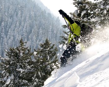 Pine trees on snow covered landscape