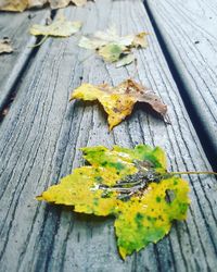 High angle view of yellow leaf on table