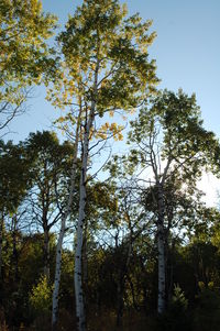 Low angle view of trees against sky