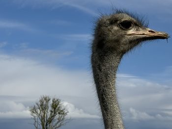 ostrich