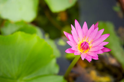 Close-up of pink lotus water lily