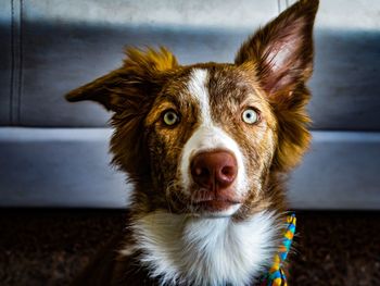 Portrait of dog at home