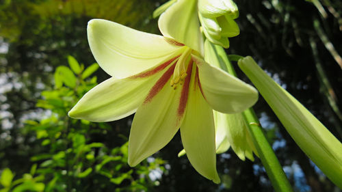 Close-up of flowering plant