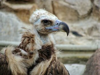 Close-up of vulture