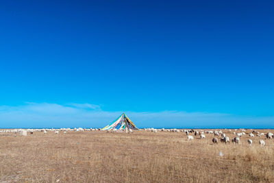 View of an animal on field against blue sky