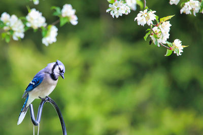 Close-up of bird perching on flower