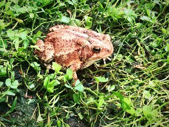 High angle view of a frog on field