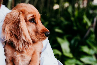 Close-up of dog looking away