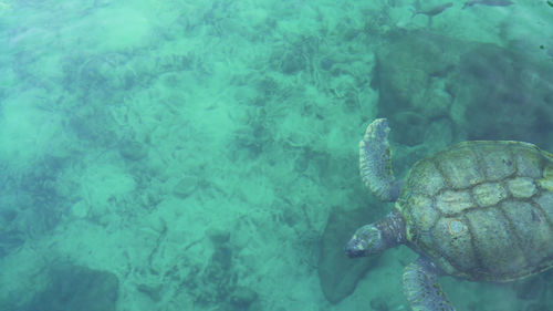 Close-up of turtle swimming in sea