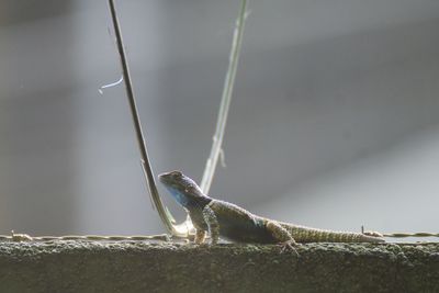 Close-up of lizard on wall