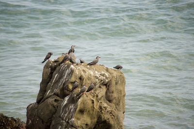 Seagulls perching on rock in sea