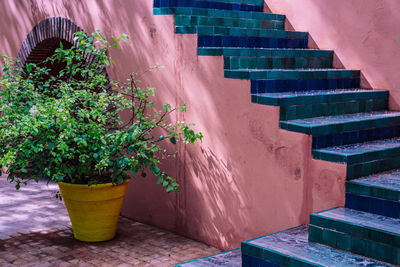 Potted plants on wall of building