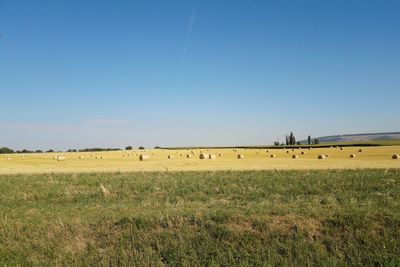 View of sheep grazing in field against clear sky