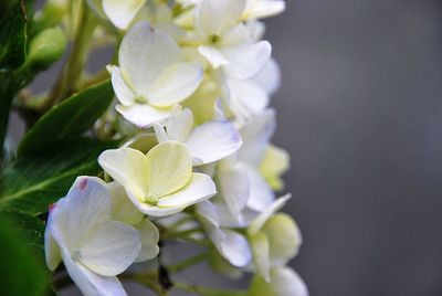 Close-up of white flowering plant