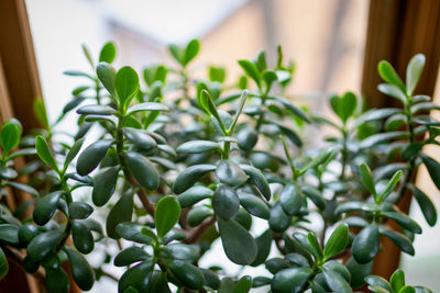 Close-up of potted plant