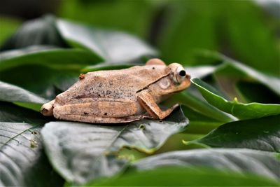 Close-up of insect on leaves