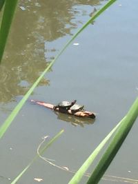 High angle view of crab floating on lake