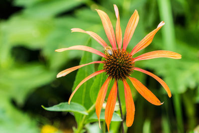 Close-up of orange flower