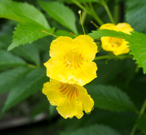 Close-up of yellow flower