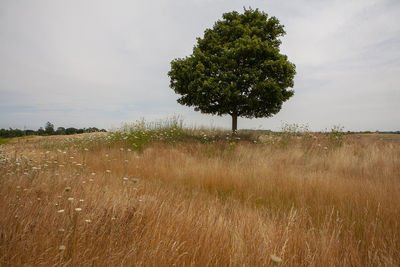 Tree on field against sky