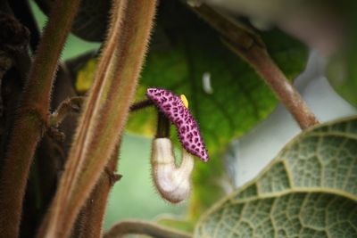 Close-up of purple flowering plant