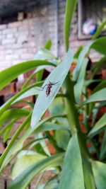 Close-up of insect on plant