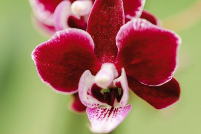 Close-up of pink orchid