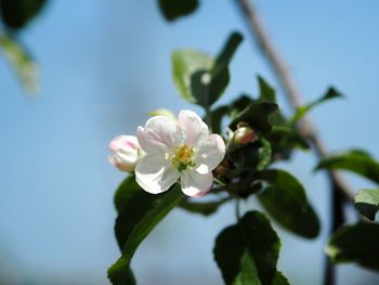 Close-up of white cherry blossoms