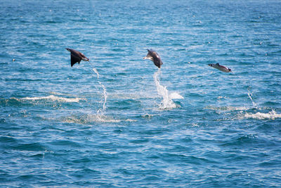View of manta rays jumping in sea