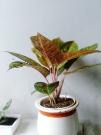 Close-up of small potted plant on table