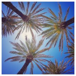 Low angle view of palm trees against blue sky