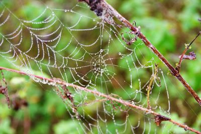 Close-up of spider on web