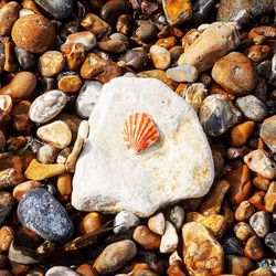 Close-up of shells
