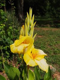 Close-up of yellow flowering plant