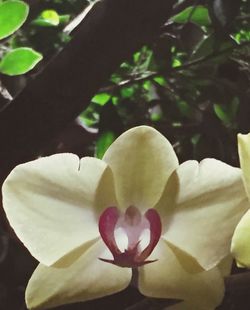 Close-up of white flowers