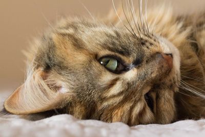 Close-up of a cat looking away