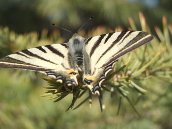 Close-up of butterfly pollinating on flower