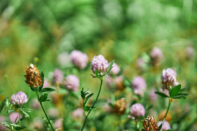 Close-up of pink flowering plants