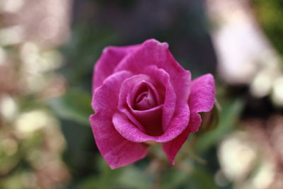 Close-up of pink rose