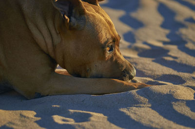 Close-up of dog relaxing on floor