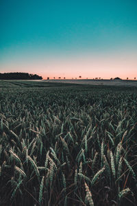 Scenic view of field against clear sky at sunset