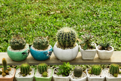 A lot of cactuses and succulents in colorful plant pots on a background of green grass.