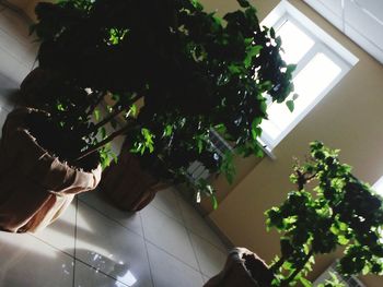 High angle view of potted plant on table at home