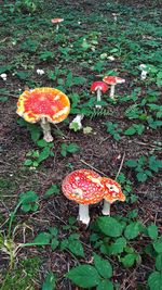 Close-up of fly agaric mushroom growing in field