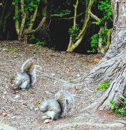 Squirrel on tree trunk