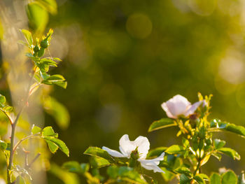 Close-up of plant